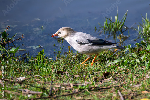 Photography The unique bird species of China, the Silk-feathered Sparrow