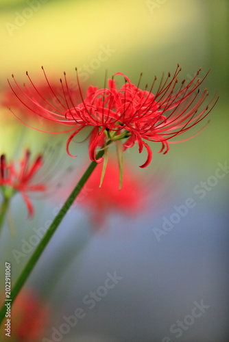 Foto Red spider lilies that color the autumn landscape