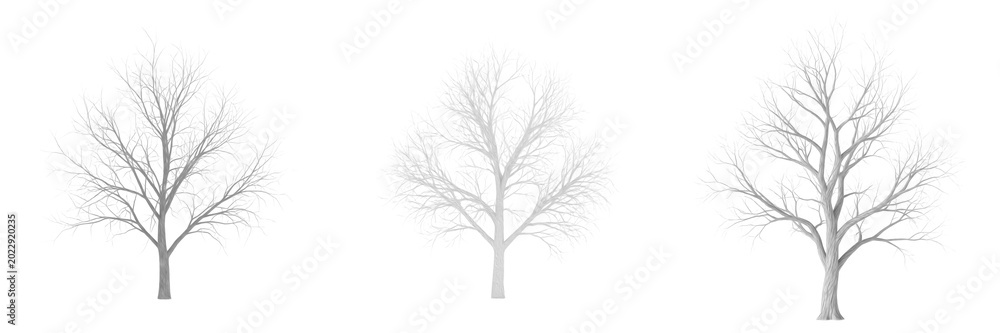 Obraz premium Minimalist Frosty Bare Winter Tree White Silhouette Branches No Leaves Seasonal Nature Landscape Graphic Design Element Isolated Transparent PNG
