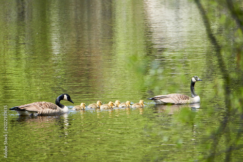 Canvas-taulu Two adult Canadian Geese swimming in a lake with their goslings.