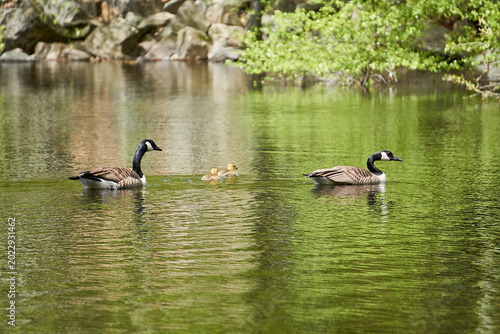 Canvas-taulu Two adult Canadian Geese swimming in a lake with their goslings.