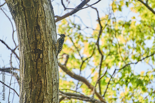A woodpecker on a tree searching for food