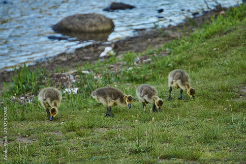 Картината върху платно Canada goose with goslings foraging in the grass.