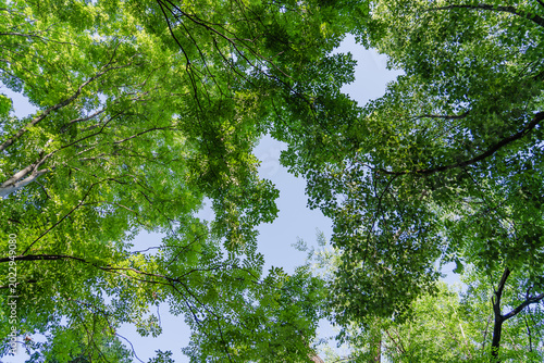 Tableau sur toile In the green park in the early morning, after absorbing carbon dioxide, the air became fresh
