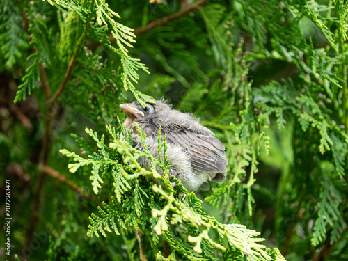 Фотография fledgling baby bird perching