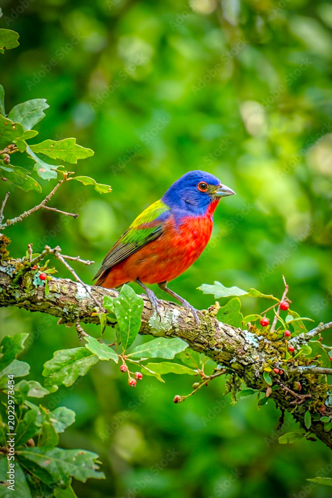 Fototapeta premium beautiful and colarful Bird perched on tree
