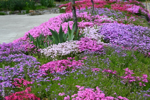 Φωτογραφία 白川郷を彩る色鮮やかな花壇の風景 / Vibrant flower bed in full bloom in Shirakawa‑go