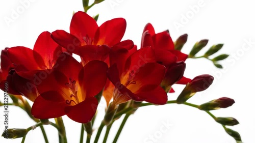 Scarlet Freesia Bloom: A cluster of vibrant scarlet freesias, their petals a deep, rich red with hints of golden orange at their throats, unfurl gracefully against a clean backdrop.
