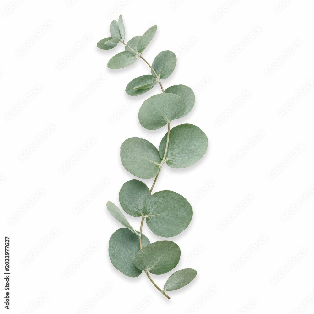 Obraz premium Fresh Eucalyptus Leaf Isolated on White Background Highlighting Natural Greenery and Organic Elements for Use in Wellness and Aromatherapy Themes