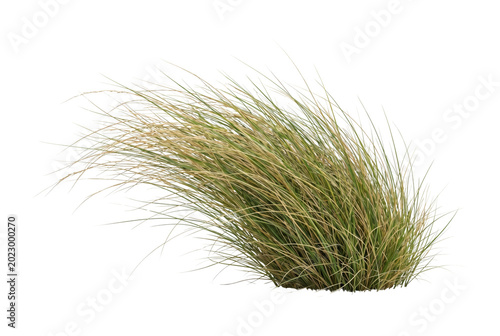 Bild auf Leinwand Clump of ornamental wild grass tuft