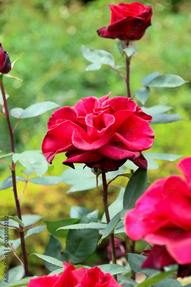 Obraz premium 東京散歩 旧古河庭園の薔薇