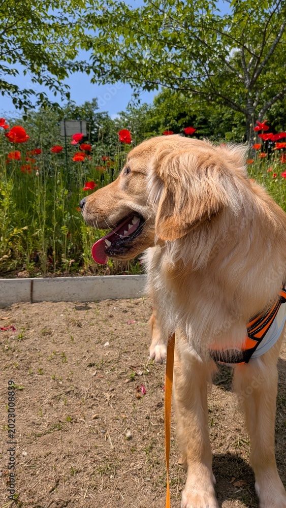 Obraz premium Flowers and Golden Retrievers