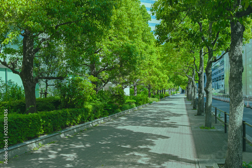 Fotografie 緑の歩道