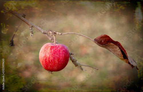 A single red apple hangs from a bare branch, accompanied by a lone dry leaf. The background is a soft blur, highlighting the fruit's vivid color.