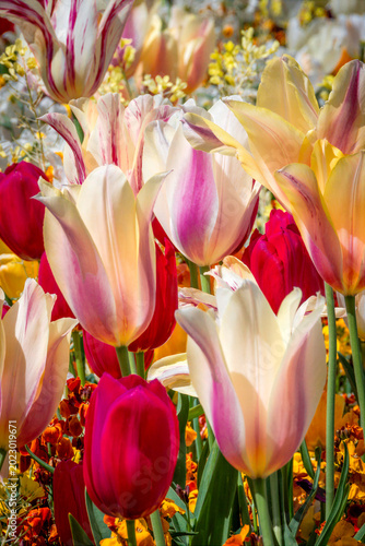 A lively assortment of tulips in full bloom displaying a mix of whites, pinks, and reds. The bright petals stand in contrast to the lush greenery in the background.