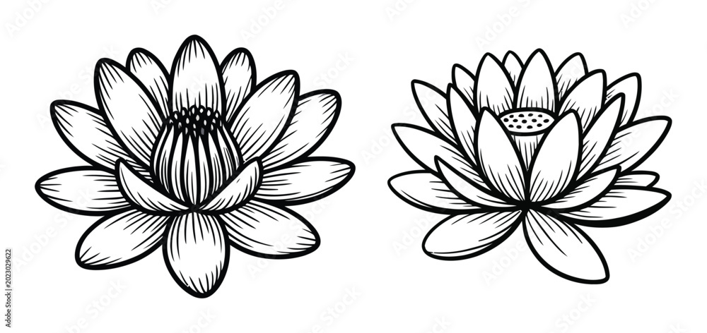 Fototapeta premium Two Black and White Line of Lotus Flowers