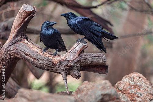 Foto Two Australian Crows Perched on Tree Branch