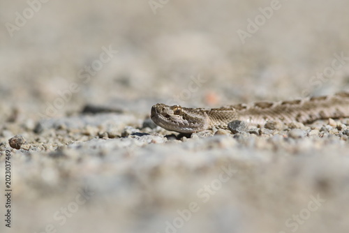 Foto Slither