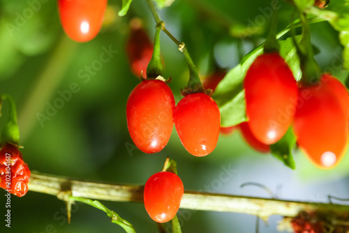 Cuadro en lienzo Fresh Red Wolfberries Growing on Plant Branches in Outdoor Orchard Garden
