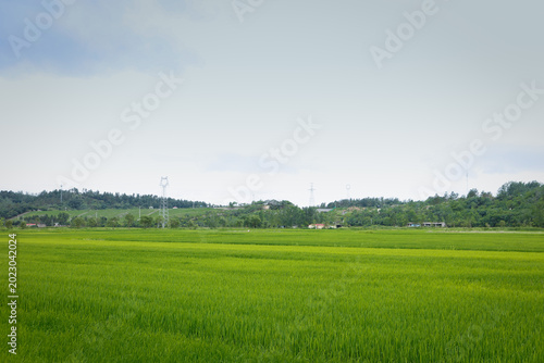 Canvastavla Green Rice Paddy Fields Rural Farmland Landscape Spring Agriculture Background