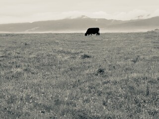 A black and white artistic photograph of a single cow standing alone in a wide pasture in Point Arena, California.