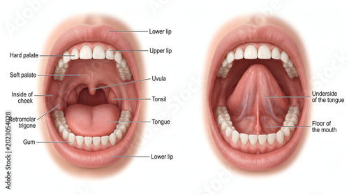 Detailed human oral cavity anatomy illustration, showing mouth, tongue, teeth, palate, and throat structures for medical education