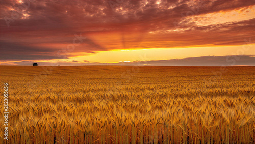Photos Golden wheat field under dramatic sunset sky with fiery clouds, rural landscape