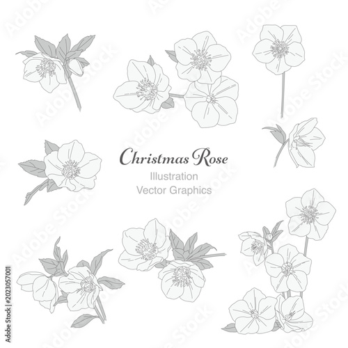 Foto モノトーンなクリスマスローズのイラスト素材