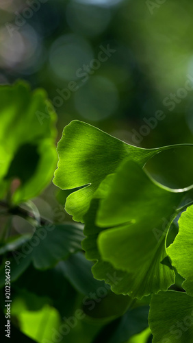 Beautiful ginkgo biloba leaves lit by soft sunlight, illustrating their uniqu...