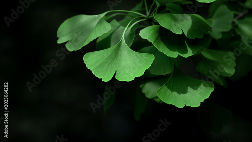 Beautiful ginkgo biloba leaves lit by soft sunlight, illustrating their uniqu...