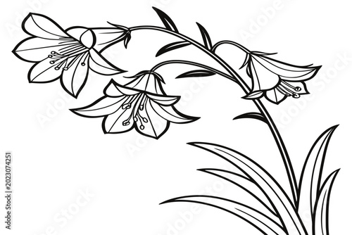 Tableau sur toile coloring page line art the jacob s ladder flower black vector