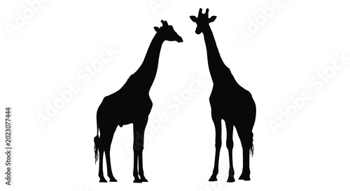 Photography Two giraffes facing each other black silhouette