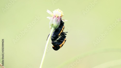 Macro shot of Blister Beetle, Hycleus rouxi