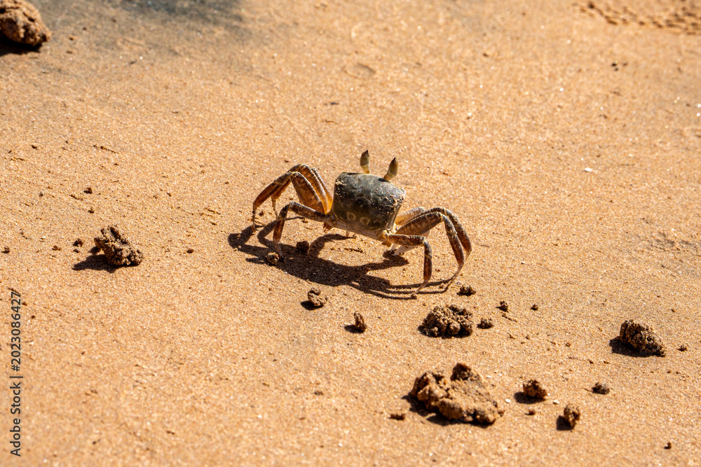 Obraz premium crab on the beach
