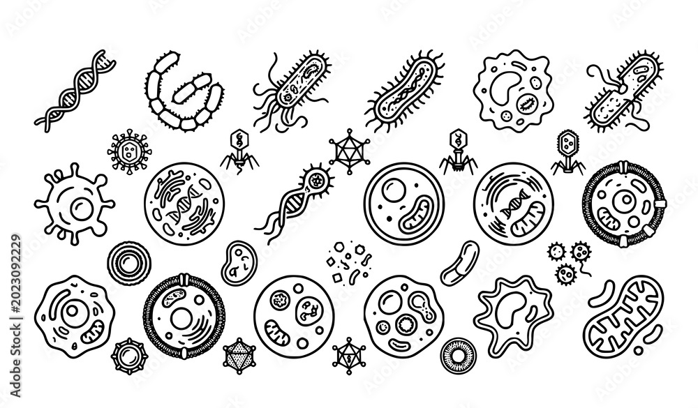 Fototapeta premium Bacteria, viruses, germs, and amoeba microorganisms line art composition. Scientific biology research and medical health vector illustration.