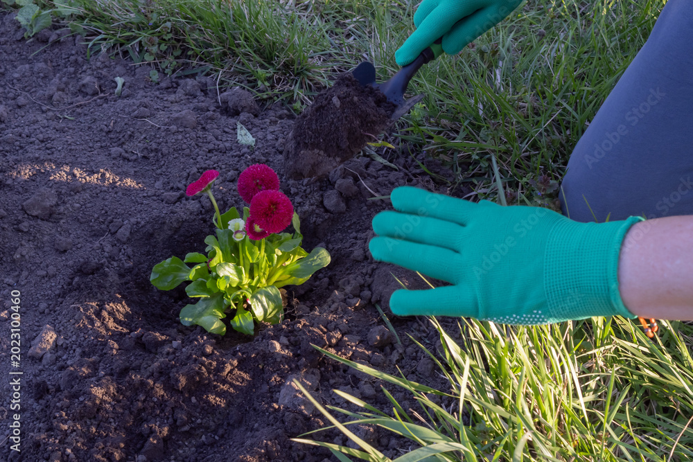 Fototapeta premium Person planting decorative flowers in garden soil with gardening gloves and tools. Spring landscaping and gardening activity outdoors.