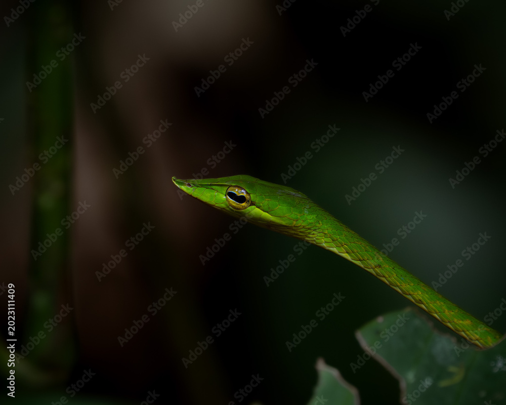 Fototapeta premium Sri Lankan green vine snake