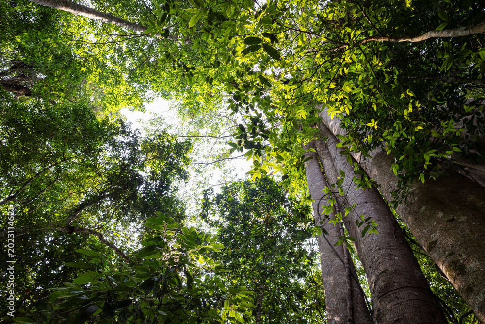 Fototapeta premium Deep green tree forest botanical background