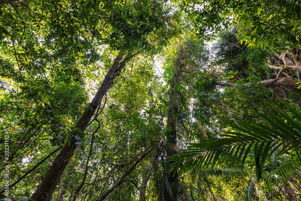 Fototapeta premium Deep green tree forest botanical background