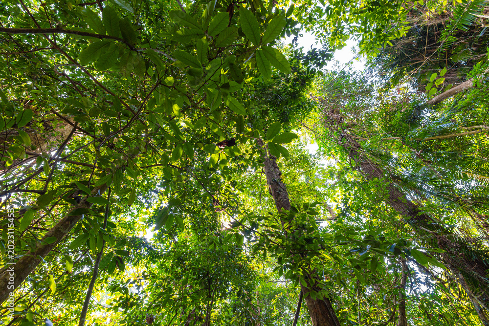 Fototapeta premium Deep green tree forest botanical background