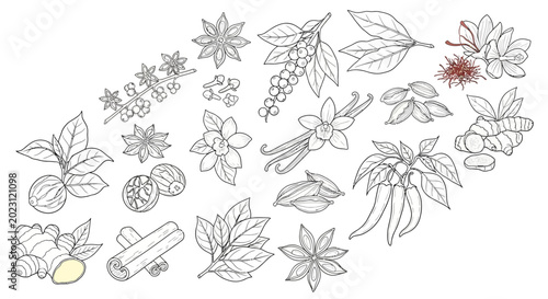 A collection of various herbs and spices.