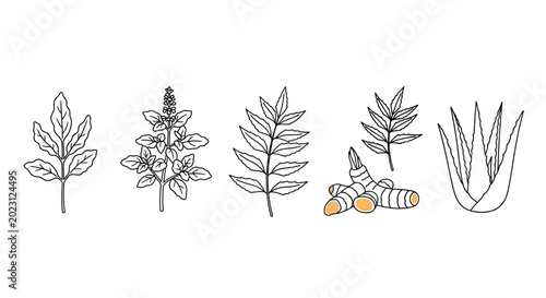 Foto A collection of various plant leaves and herbs.