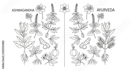 Bild auf Leinwand Herbal plants and flowers illustrations for Ayurveda and Ashwagandha