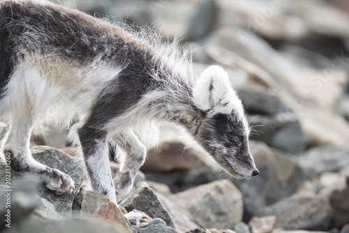 Billede på lærred An arctic fox cub with its winter coat is carefully navigating the rocky terrain, likely searching for food or exploring its surroundings