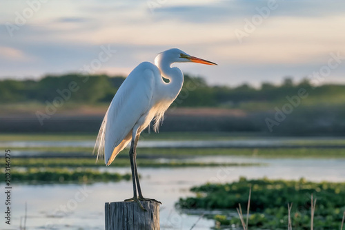 Принти на полотні Elegant white egret perched on wooden post in peaceful wetland during golden hour, serene wildlife scene with soft natural background and reflective water