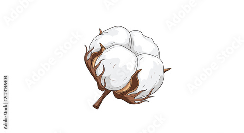Botanical illustration of a soft white cotton boll attached to a brown stem in a detailed and realistic hand-drawn style.