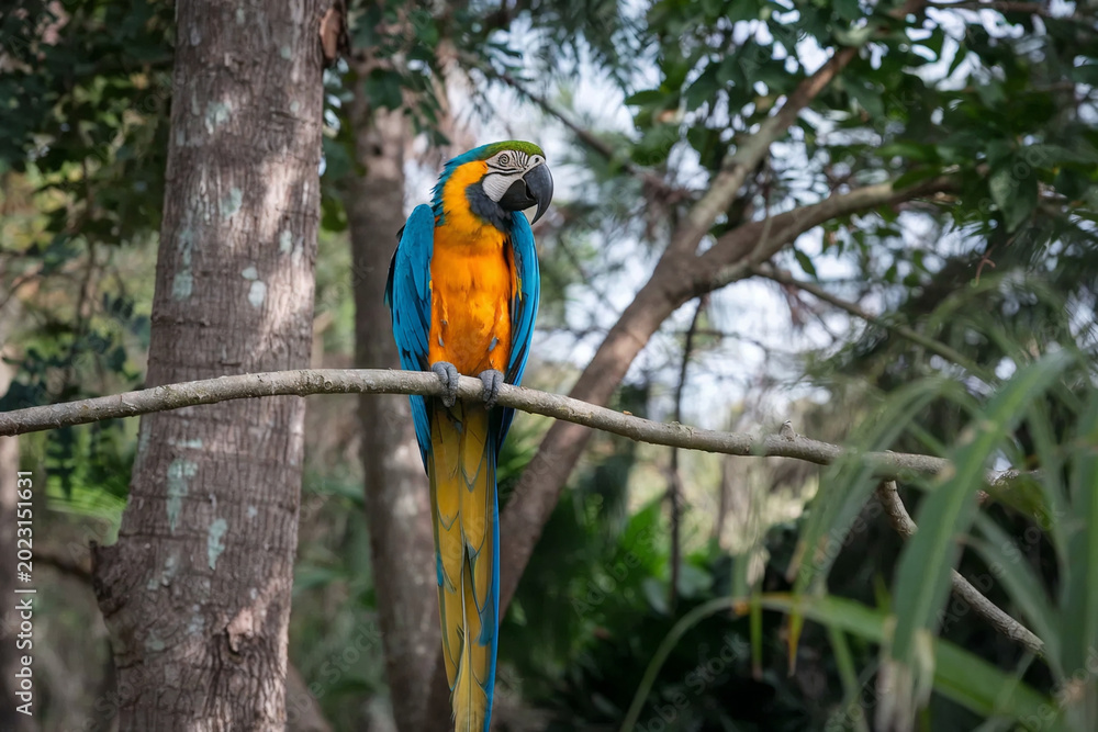 Obraz premium Realistic wildlife photograph of a blue and yellow macaw perched on a branch in a tropical forest with natural outdoor background.