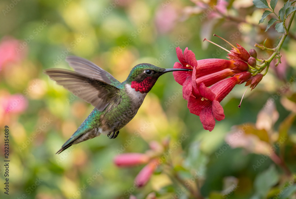 Fototapeta premium Green hummingbird hovering in midair while drinking nectar from a vibrant red flower in garden