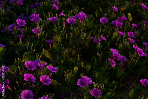 Morning glory flowers blooming in the garden at sunset, Thailand.