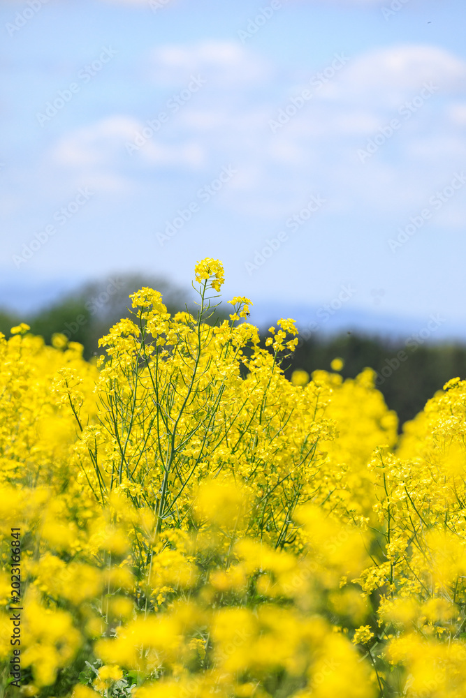 Obraz premium 北海道滝川市、澄み渡る青空のもと風にそよぐ菜の花【5月】